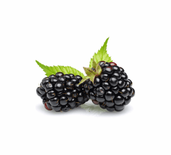 Organic Blueberries Package - Image 7