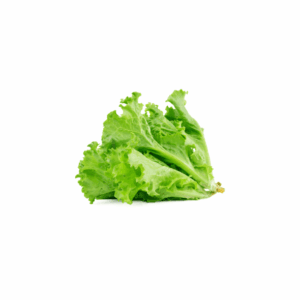 Fresh Green Leaf Lettuce