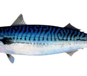Original Scumbia (per kg)