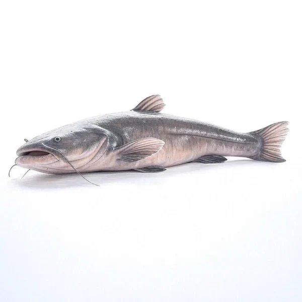 Fresh Catfish - Image 3