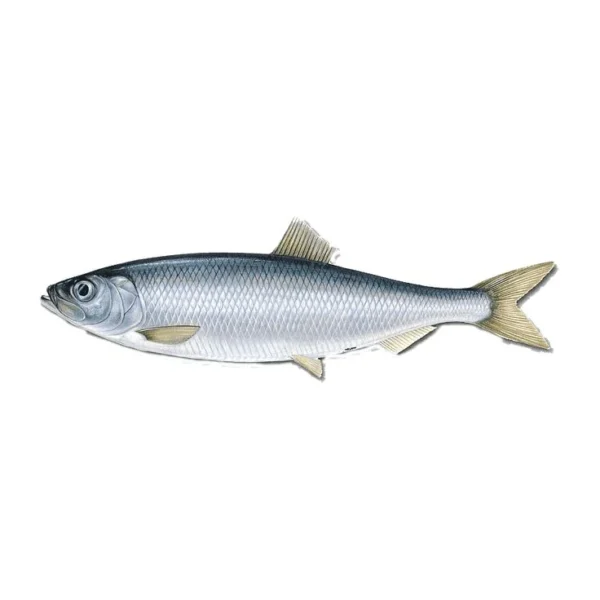 Original Scumbia (per kg) - Image 2