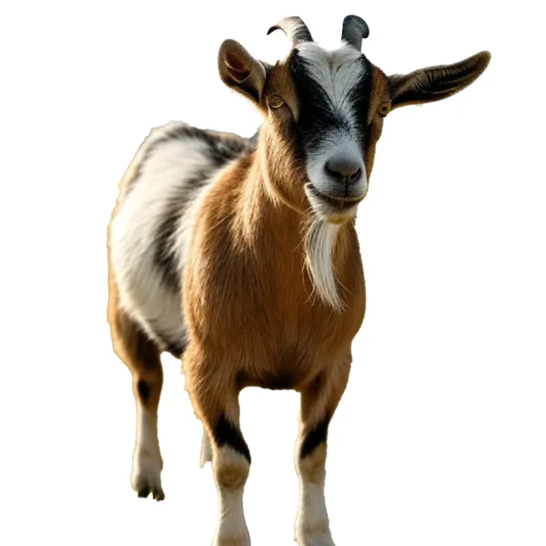 Full Goat (cut or live)