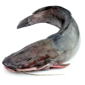 Fresh Catfish