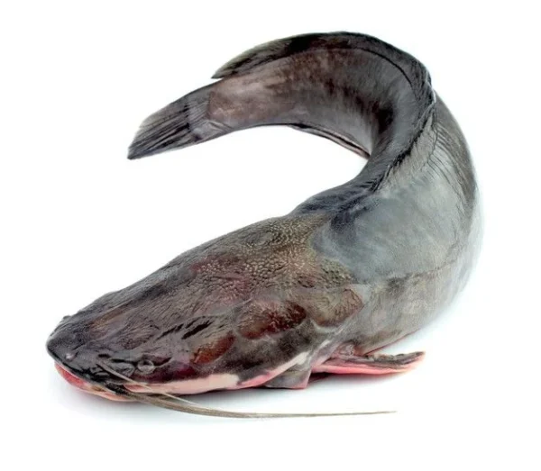 Fresh Catfish