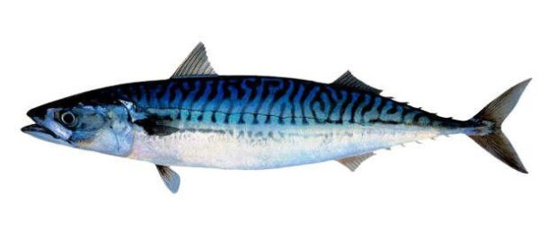 Original Scumbia (per kg)